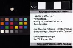 Foto (Objket + Etiketten) von ? Pithonoton sp. 